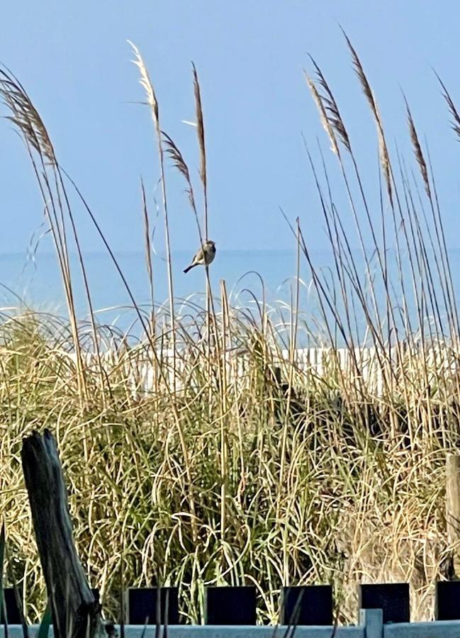 On The Beach Lacanau Exterior photo